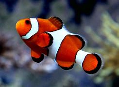 Gambar-Gambar Ikan Nemo